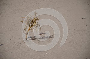 The dry arid desert landscape of the Moon Valley in Argentina