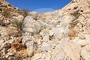Dry, arid limestone mountains with barren acacia trees, UAE
