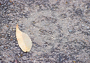 A Dry Aristate / Acuminate / Deltoid shaped Light Brown Colored Autumn Leaf on Asphalt Road - Abstract Natural Texture Background