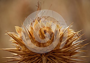 Dry artichoke flower