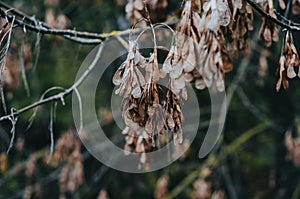 Dry ash seeds. Tree branch with dry seeds. Blurred background