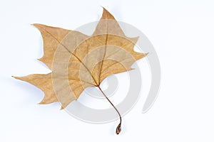 Dry atumn leaf