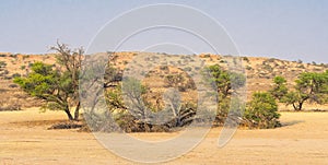 Dry Auob River Valley in the Kalahari