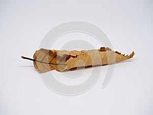 Dry autumn beech leaf isolated on white. Rolled leaf