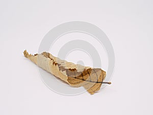 Dry autumn beech leaf isolated on white. Rolled leaf