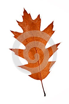 Dry autumn brown oak leaf isolate on white background macro