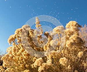 Dry autumn chamisa in front of the blue sky in Colorado photo
