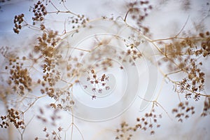 Dry autumn dill grow in white blue sky background. Art soft focus