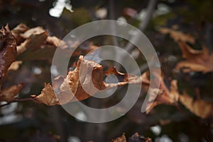 Dry Autumn Fall Leaves