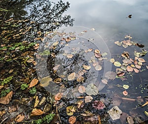 Dry autumn fallen leaves of different colors float in the coastal water of the river - green, yellow, brown