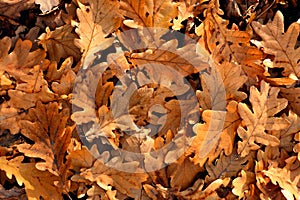 Autunno caduto Quercia foglie sul paesi tardi autunno 