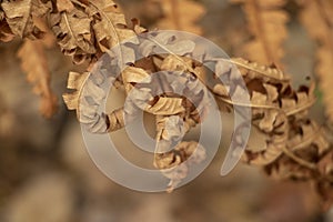 Dry Autumn Fern