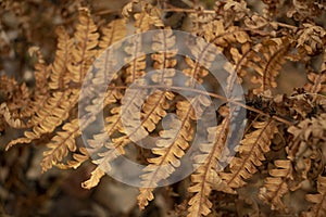 Dry Autumn Fern