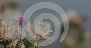 Dry autumn flower in a meadow. Macro shooting, focus changes from foreground to background and back again.