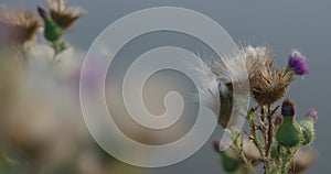 Dry autumn flower in a meadow. Macro shooting, focus changes from foreground to background and back again.