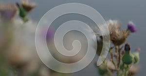 Dry autumn flower in a meadow. Macro shooting, focus changes from foreground to background and back again.