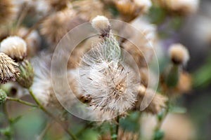 Dry autumn fluffy flower seeds, macro in green