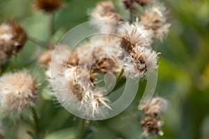 Dry autumn fluffy flower seeds, macro in green