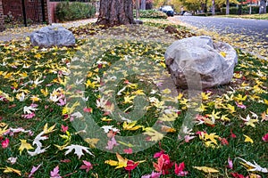 Dry autumn foliage on a quiet street in Denver, Colorado