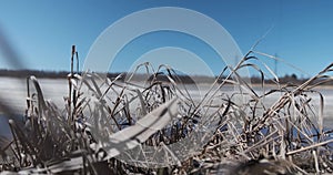 Dry autumn grass flutters in the wind in sunny weather