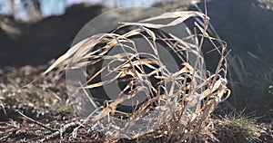Dry autumn grass flutters in the wind in sunny weather