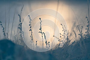 Dry autumn grass on the shore of the lake at sunset. Abstract nature background photo