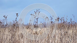 Dry autumn grass sways in the wind against blue sky