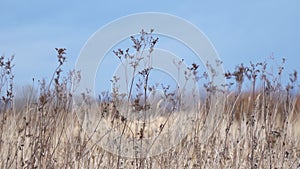 Dry autumn grass sways in the wind against blue sky