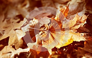 Dry autumn leaf