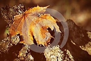 Dry autumn leaf