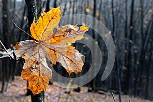 Dry autumn leaf