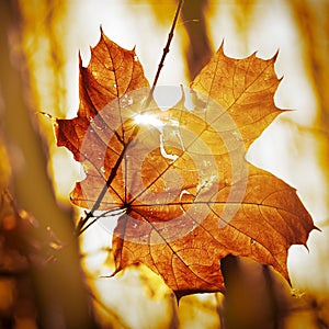 Dry autumn leaf