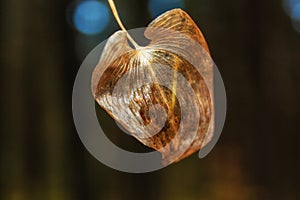 Dry autumn leaf on a dark background