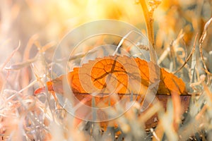 Dry autumn leaf in the grass with beautiful light