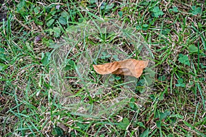 Dry autumn leaf on green grass