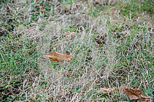 Dry autumn leaf on green grass