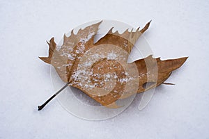 Dry autumn leaf lying on the snow