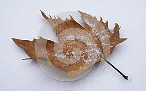 Dry autumn leaf lying on the snow