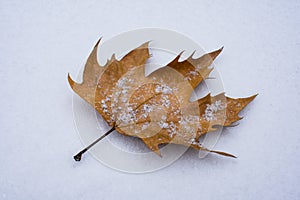 Dry autumn leaf lying on the snow