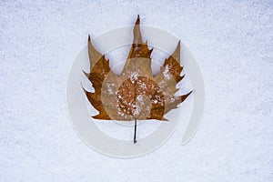 Dry autumn leaf lying on the snow