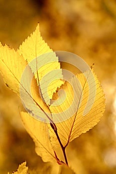 Dry autumn leaf stuck