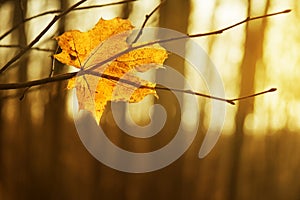 Dry autumn leaf stuck in forest