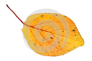 Dry autumn leaf on white