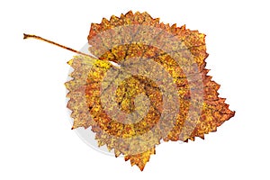 Dry autumn leaf on white