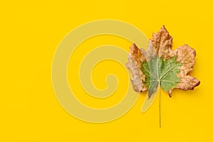 Dry autumn leaf on yellow background, top view. Space for text