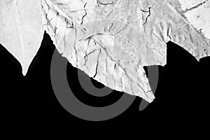 Dry autumn leaves as a background. Black and white