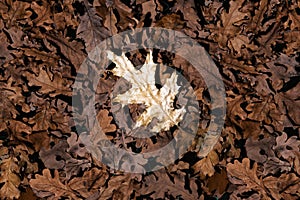 Dry autumn leaves background with one golden bright oak leaf on top. Special choise concept.