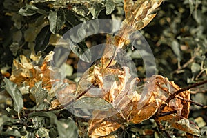 Dry autumn leaves covered with cobwebs, close-up. Wildlife. Entomology