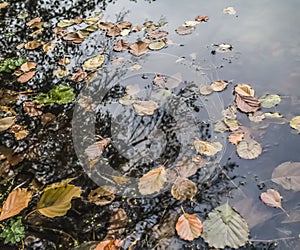 Dry autumn leaves of different colors falling into the water of the river - yellow, green, brown