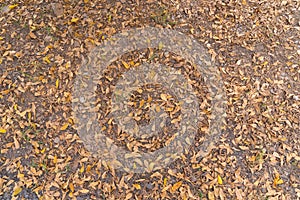 Dry autumn leaves on the forest floor ground backdrop droughty background. Red maple leaves or fall foliage in colorful autumn